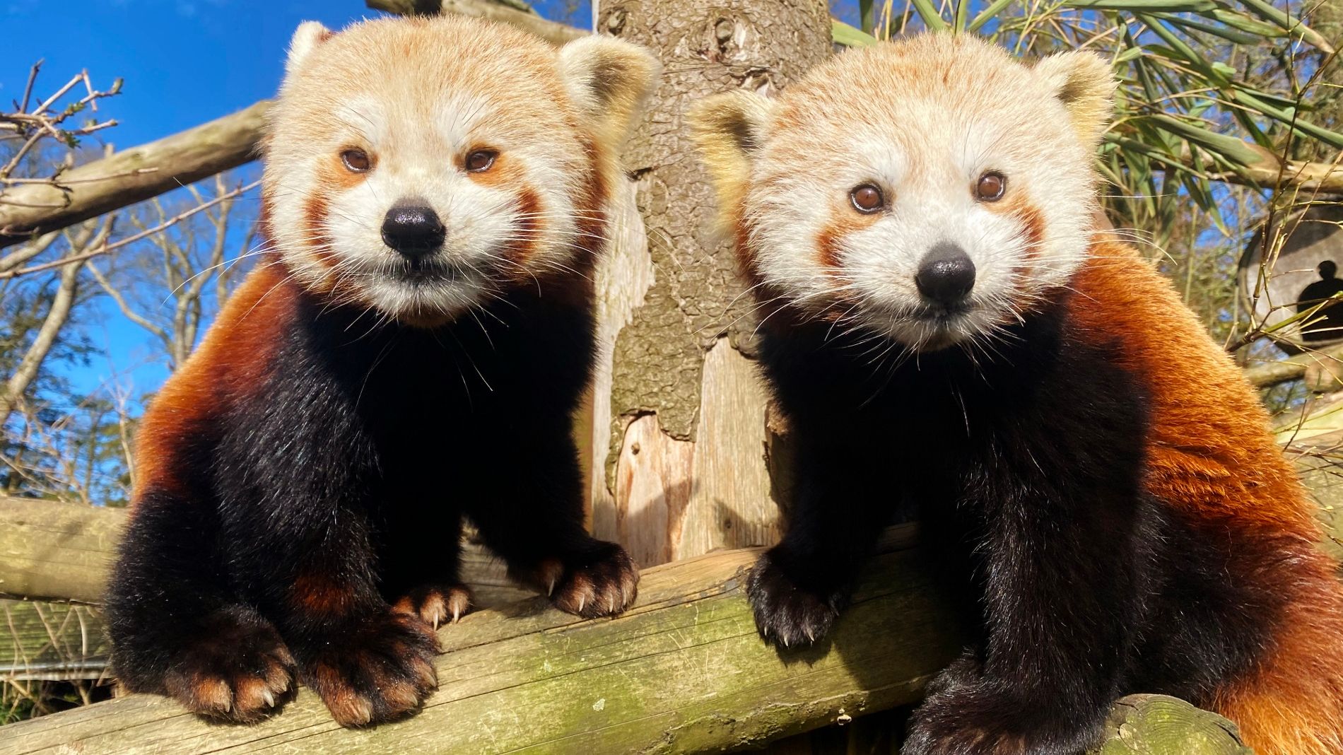 Rare Red Panda Twins Make First Public Appearance At Longleat Ghr